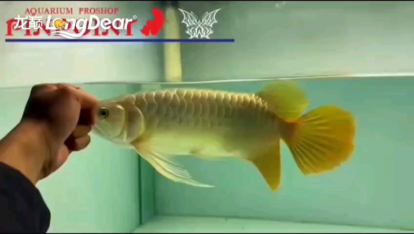 龍魚魚鰭充血用什么藥好，魚魚鰭充血的治療藥物選擇需要根據(jù)具體病因和癥狀來(lái)確定