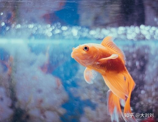 1米的魚缸用多大的加熱棒 1米的魚缸用多大的加熱棒 魚缸百科 第3張