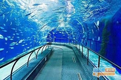 一米龍魚工作室的主要業務是什么？，一米龍魚工作室主要業務涉及水族館設計、魚缸定制以及相關設備銷售