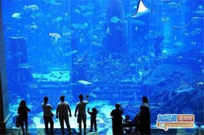 品牌水族館加盟排行榜前十名有哪些：品品水族館加盟排行榜前十名