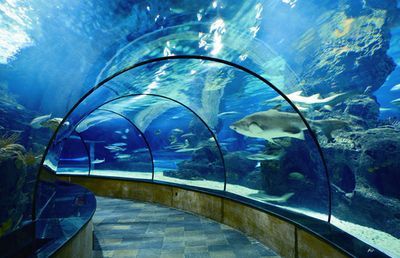 品牌水族館加盟排行榜前十名有哪些：品品水族館加盟排行榜前十名
