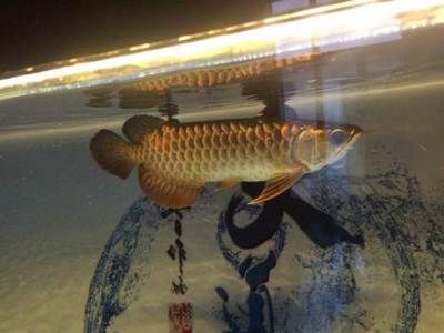 過背金龍魚幼魚能長多大圖片：如何辨別過背金龍魚幼魚健康，過背金龍魚成年體型對比 過背金龍魚幼魚能長多大圖片：如何辨別過背金龍魚幼魚健康，過背金龍魚成年體型對比 金龍魚百科 第5張