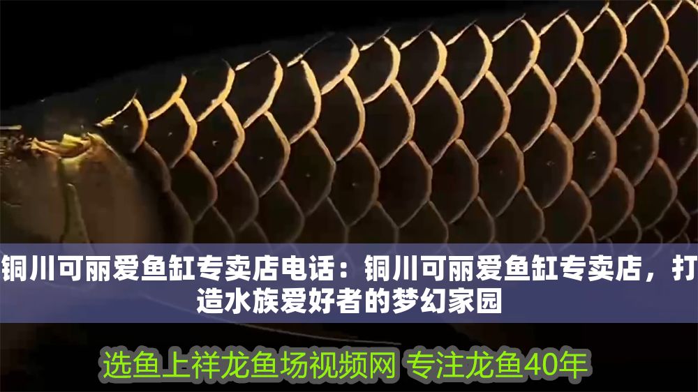 銅川可麗愛魚缸專賣店電話：銅川可麗愛魚缸專賣店，打造水族愛好者的夢幻家園
