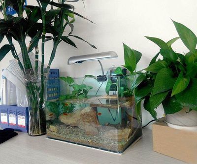 辦公室養魚有什么講究（辦公室養魚的風水原則）