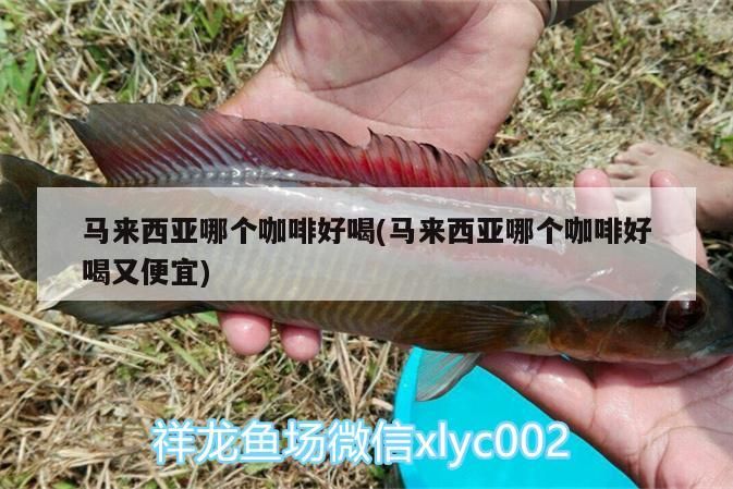 馬來(lái)西亞哪個(gè)咖啡好喝(馬來(lái)西亞哪個(gè)咖啡好喝又便宜) 馬來(lái)西亞哪個(gè)咖啡好喝(馬來(lái)西亞哪個(gè)咖啡好喝又便宜) 馬來(lái)西亞咖啡