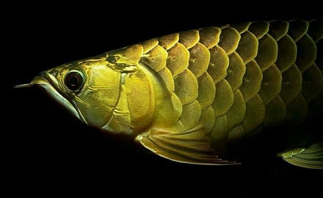 一米龍魚(yú)工作室的主要業(yè)務(wù)是什么？，一米龍魚(yú)工作室主要業(yè)務(wù)涉及水族館設(shè)計(jì)、魚(yú)缸定制以及相關(guān)設(shè)備銷(xiāo)售 一米龍魚(yú)工作室的主要業(yè)務(wù)是什么？，一米龍魚(yú)工作室主要業(yè)務(wù)涉及水族館設(shè)計(jì)、魚(yú)缸定制以及相關(guān)設(shè)備銷(xiāo)售 龍魚(yú)百科 第2張