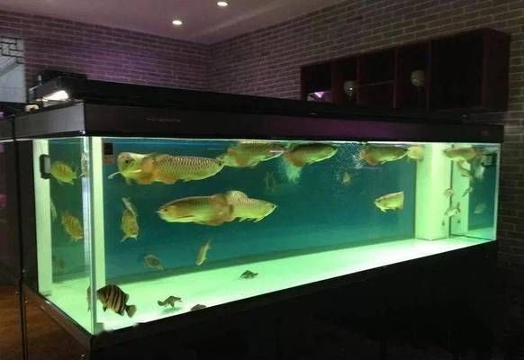 60寬的魚缸實(shí)際上有多寬：60寬的魚缸實(shí)際寬度是60厘米