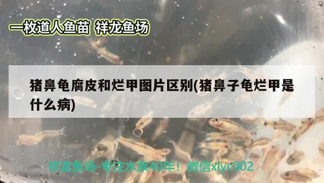 豬鼻龜腐皮和爛甲圖片區別(豬鼻子龜爛甲是什么病)