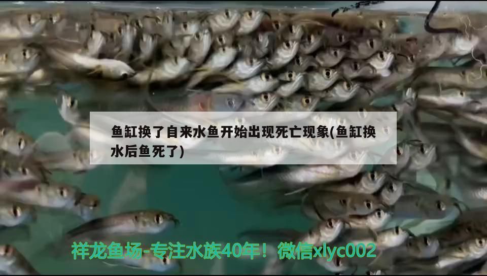 魚缸換了自來水魚開始出現死亡現象(魚缸換水后魚死了)