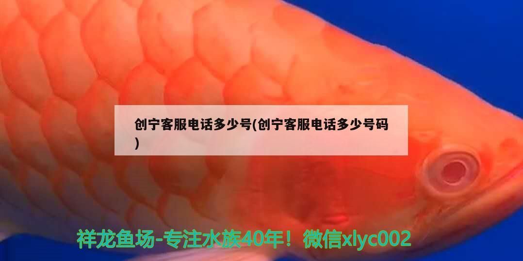 創(chuàng)寧客服電話多少號(hào)(創(chuàng)寧客服電話多少號(hào)碼) 創(chuàng)寧客服電話多少號(hào)(創(chuàng)寧客服電話多少號(hào)碼) 創(chuàng)寧水族 第3張