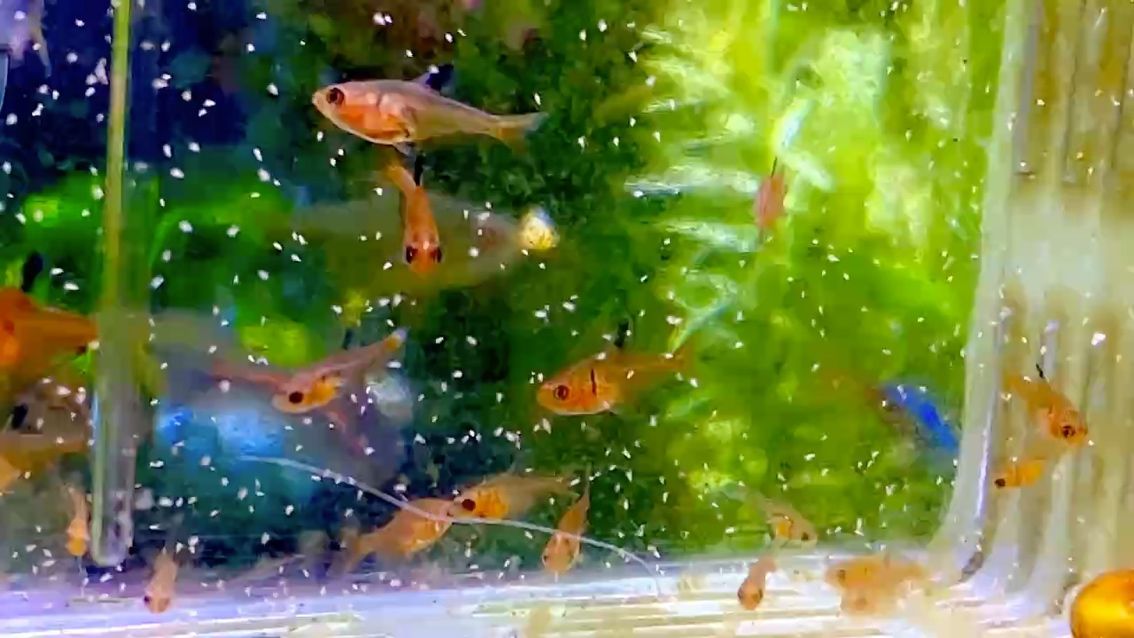 紅龍魚用黃燈烤有用嗎 紅叉 龍魚論壇 紅叉 紅叉 龍魚論壇