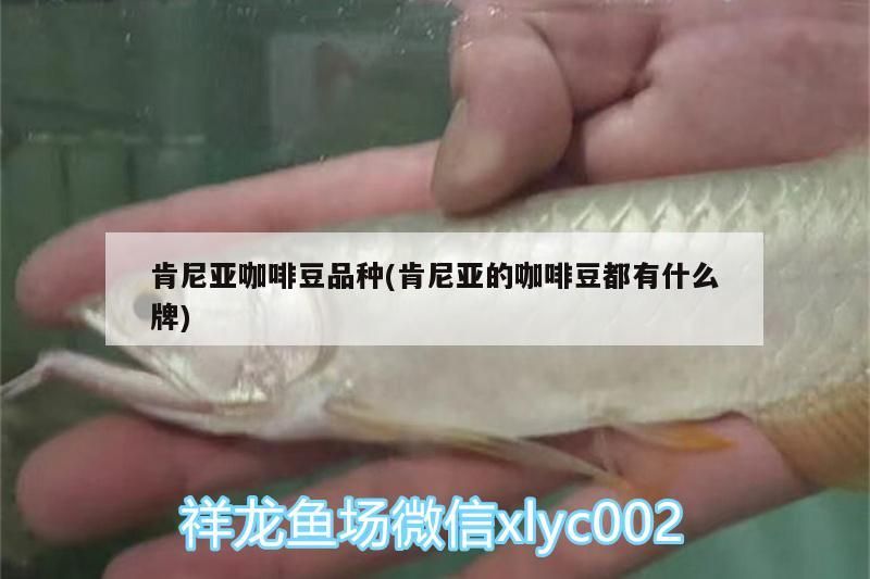 肯尼亞咖啡豆品種(肯尼亞的咖啡豆都有什么牌) 肯尼亞咖啡豆品種(肯尼亞的咖啡豆都有什么牌) 馬來西亞咖啡