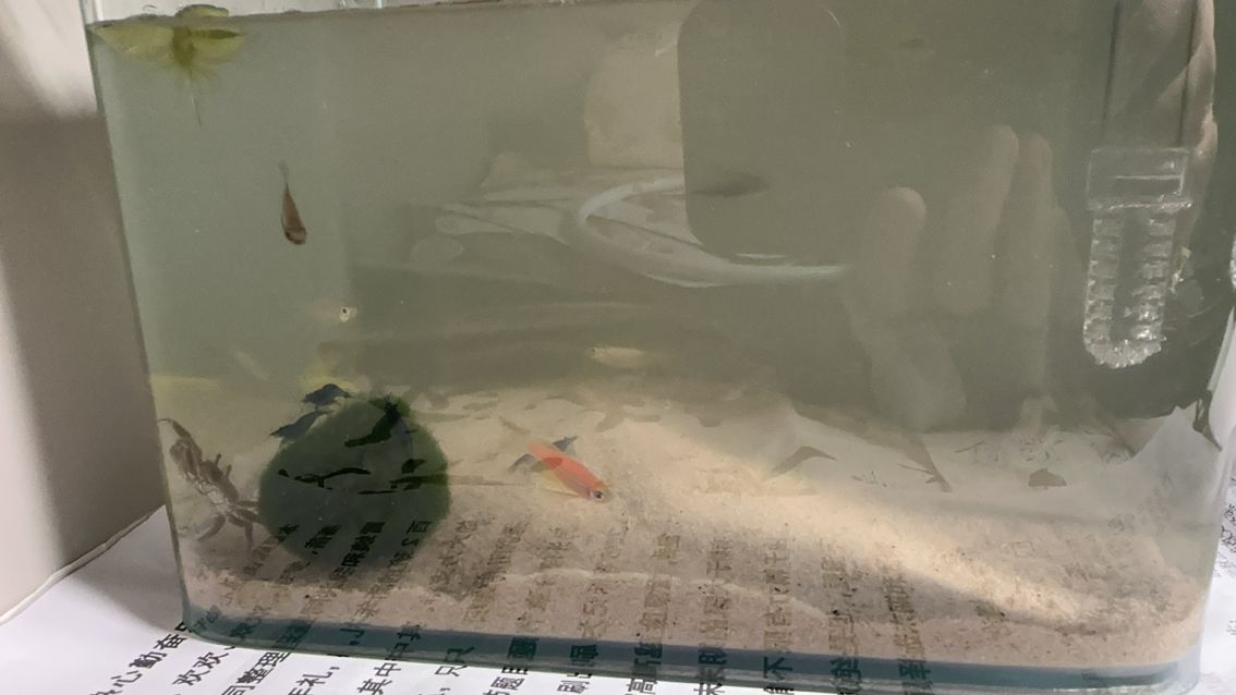 龍魚胡子疙瘩感染自檢清單，如何判斷龍魚胡子疙瘩是否感染