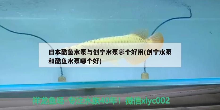 日本酷魚水泵與創(chuàng)寧水泵哪個(gè)好用(創(chuàng)寧水泵和酷魚水泵哪個(gè)好) 日本酷魚水泵與創(chuàng)寧水泵哪個(gè)好用(創(chuàng)寧水泵和酷魚水泵哪個(gè)好) 創(chuàng)寧水族