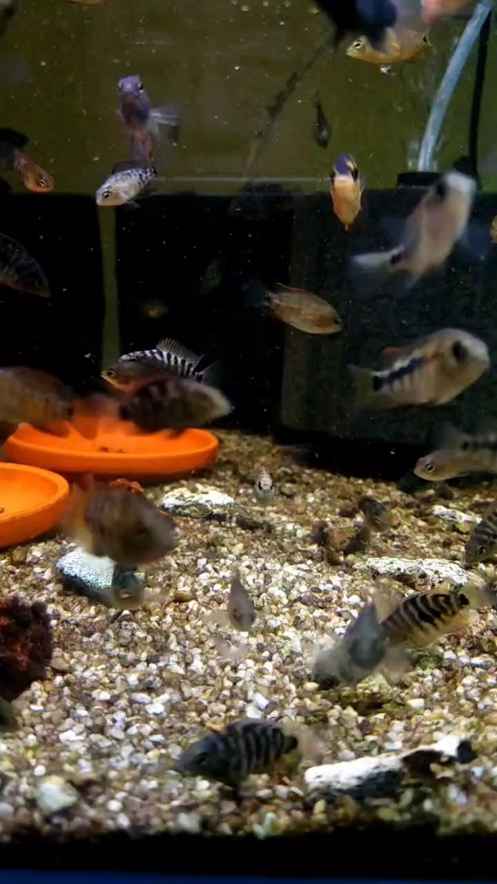 新到家的小虎魚 迷你鸚鵡雜交黃金德州豹夠大 龍魚論壇 迷你鸚鵡雜交黃金德州豹夠大 迷你鸚鵡雜交黃金德州豹夠大 龍魚論壇