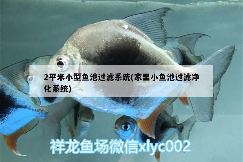 2平米小型魚池過濾系統(家里小魚池過濾凈化系統)