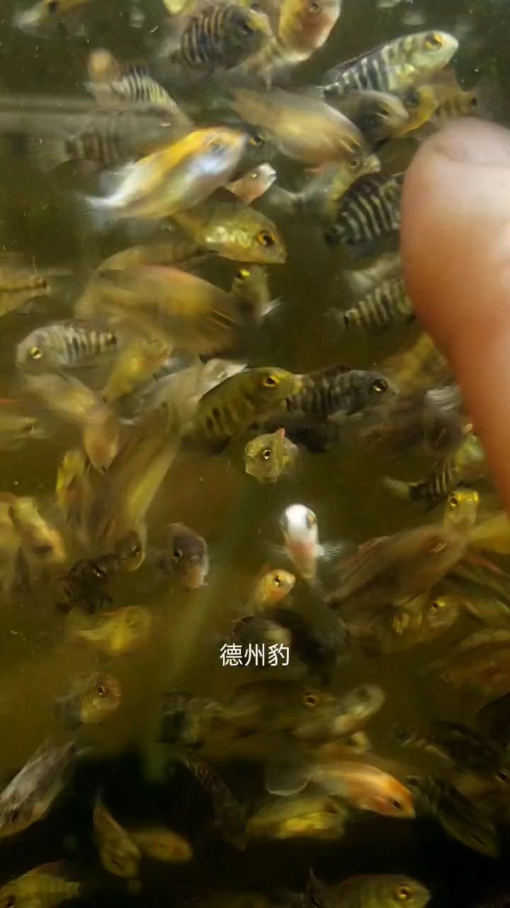 改良的德州豹 改良的德州豹 龍魚論壇