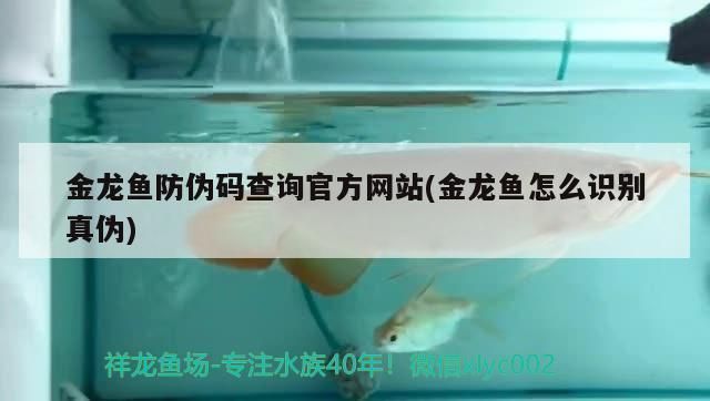 龍魚(yú)查詢(xún)真?zhèn)卧趺床関s祥龍魚(yú)場(chǎng)：祥龍魚(yú)場(chǎng)龍魚(yú)真?zhèn)尾樵?xún)方法，龍魚(yú)真?zhèn)尾樵?xún)方法適用于大多數(shù)情況 龍魚(yú)查詢(xún)真?zhèn)卧趺床関s祥龍魚(yú)場(chǎng)：祥龍魚(yú)場(chǎng)龍魚(yú)真?zhèn)尾樵?xún)方法，龍魚(yú)真?zhèn)尾樵?xún)方法適用于大多數(shù)情況 vs祥龍魚(yú)場(chǎng) 第1張