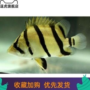 泰北虎魚生長速度：泰北虎魚的生長速度受到多種因素的影響
