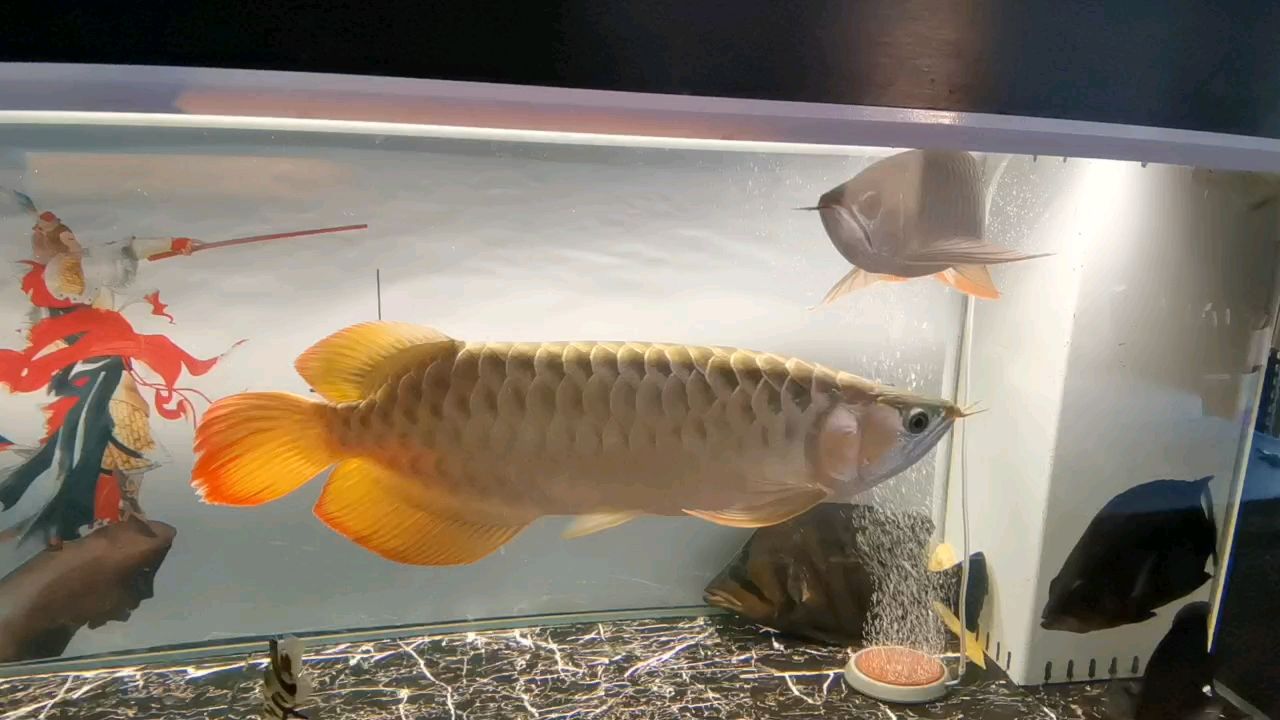紅龍情長(zhǎng) 紅龍情長(zhǎng) 龍魚論壇