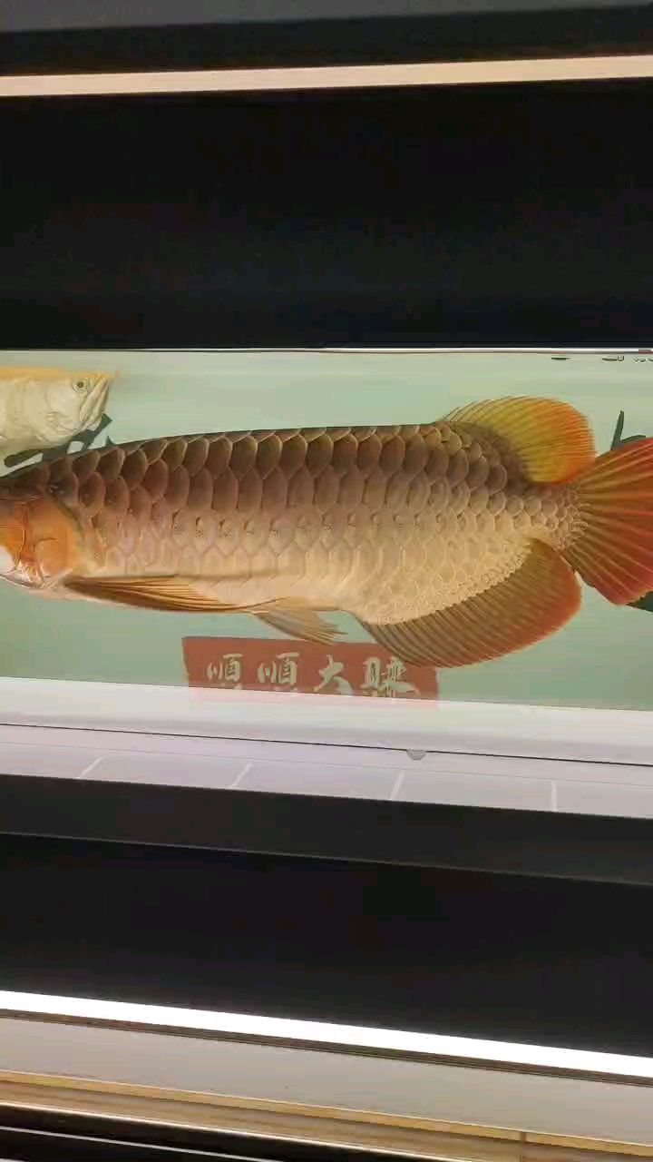 打卡紅龍，到家353天
