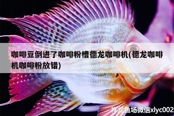 咖啡豆倒進了咖啡粉槽德龍咖啡機(德龍咖啡機咖啡粉放錯)