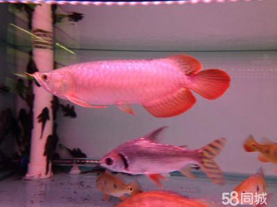 印尼虎魚苗怎么從國外拿貨：印尼虎魚苗怎么從國外獲取