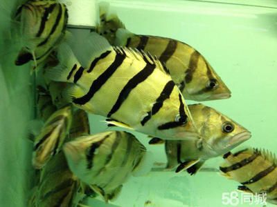 印尼虎魚苗怎么從國外拿貨：印尼虎魚苗怎么從國外獲取