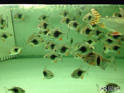 印尼虎魚苗怎么從國外拿貨：印尼虎魚苗怎么從國外獲取