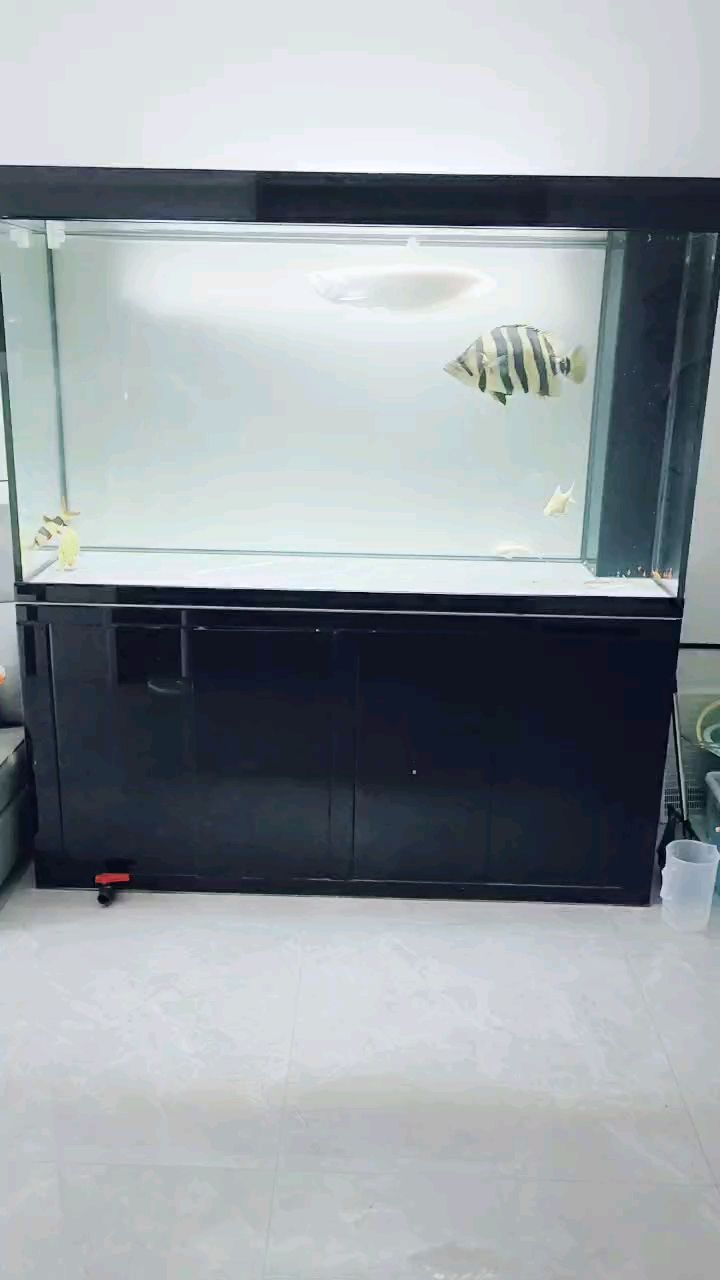 在入坑 印尼 四紋