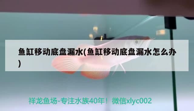 魚缸移動底盤漏水(魚缸移動底盤漏水怎么辦)