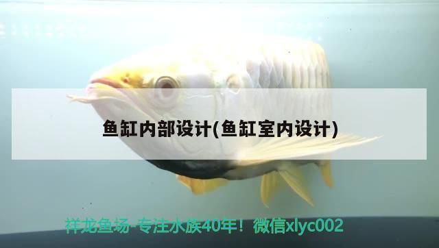 魚缸內部設計(魚缸室內設計) 魚缸內部設計(魚缸室內設計) 元寶鳳凰魚百科