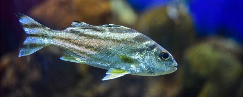 魚的嗅覺能嗅多少米魚有哪些感覺