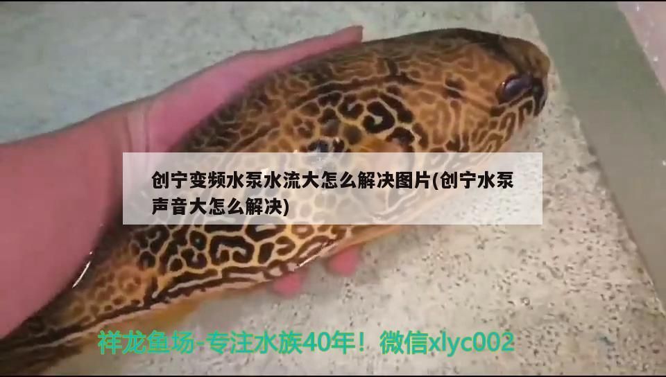 創寧變頻水泵水流大怎么解決圖片(創寧水泵聲音大怎么解決)