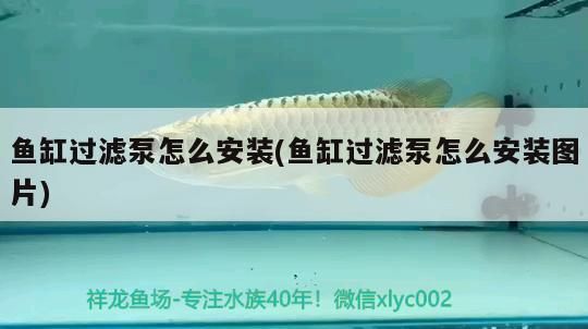 魚缸過濾泵怎么安裝(魚缸過濾泵怎么安裝圖片) 魚缸過濾泵怎么安裝(魚缸過濾泵怎么安裝圖片) 錦鯉魚百科