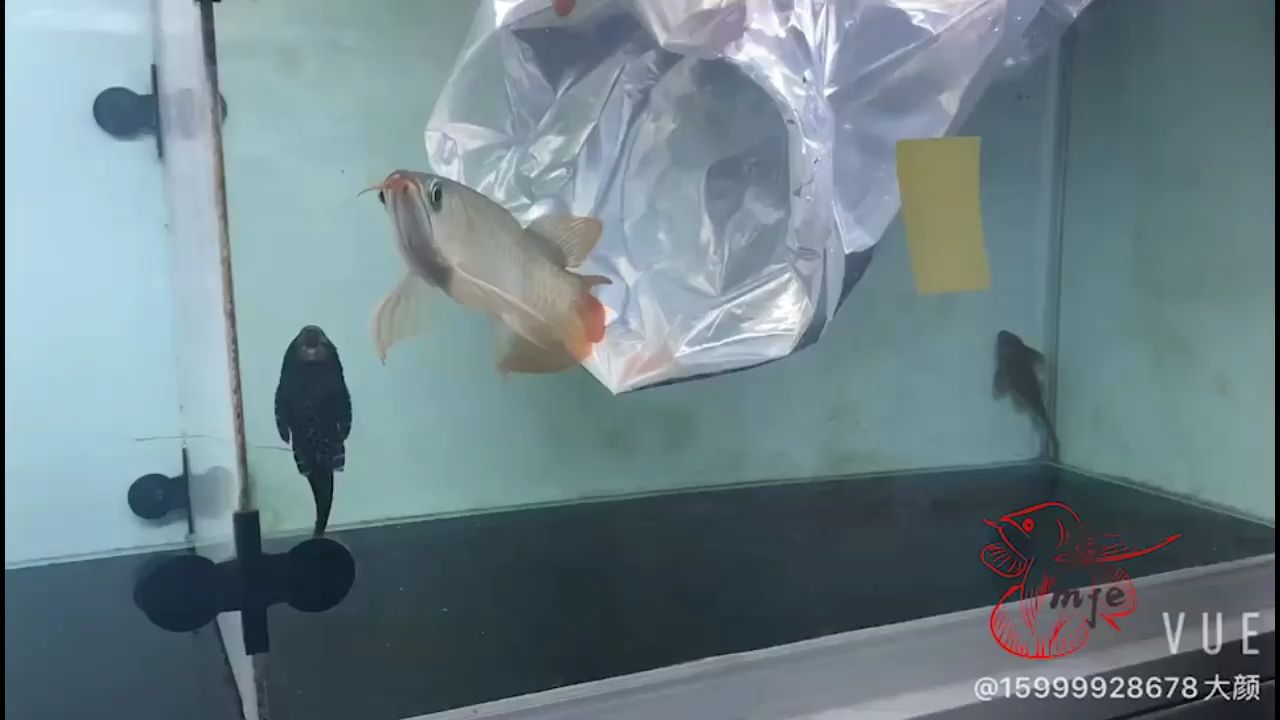 海西蒙古族藏族自治州觀賞魚市場(chǎng)孟吉爾~孟吉爾紅外線F1下掛 廣州孟吉爾 第2張 海西蒙古族藏族自治州觀賞魚市場(chǎng)孟吉爾~孟吉爾紅外線F1下掛 海西蒙古族藏族自治州觀賞魚市場(chǎng)孟吉爾~孟吉爾紅外線F1下掛 廣州孟吉爾 第2張