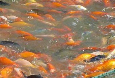 觀賞魚能混合養(yǎng)嗎（觀賞魚可以混養(yǎng)嗎？）