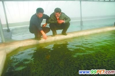 觀賞魚能混合養(yǎng)嗎（觀賞魚可以混養(yǎng)嗎？）