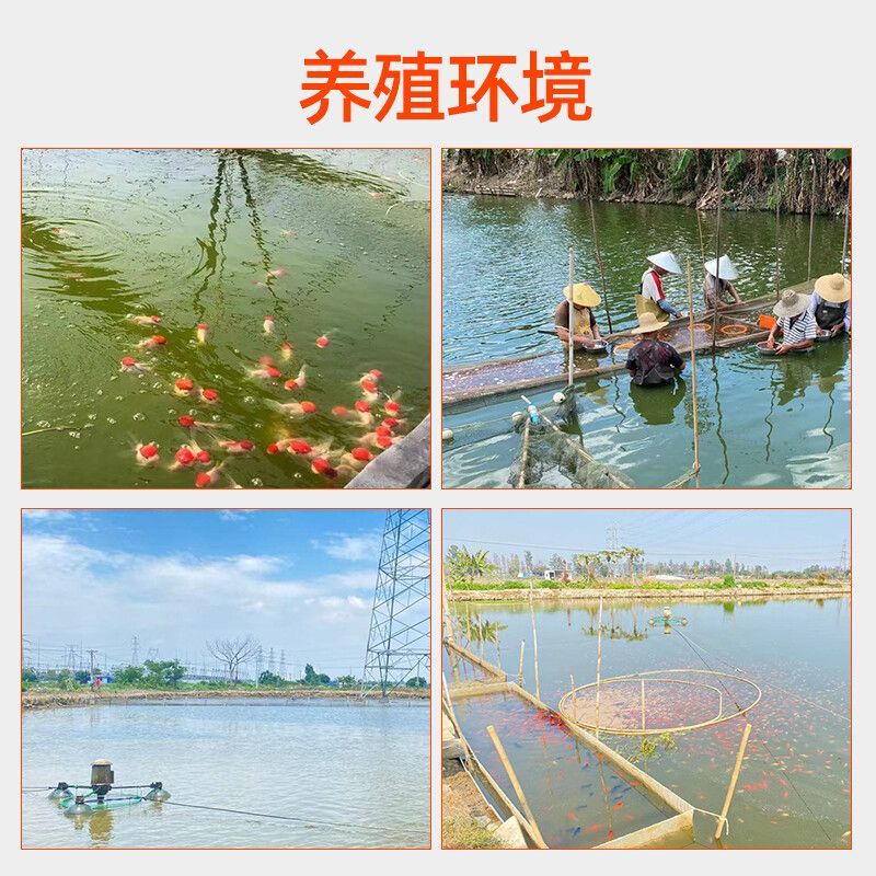 觀賞魚能混合養(yǎng)嗎（觀賞魚可以混養(yǎng)嗎？）