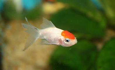 觀賞魚產業發展的獨特優勢與發展前景(全球觀賞魚產業的發展趨勢) 廣州孟吉爾 第1張 觀賞魚產業發展的獨特優勢與發展前景(全球觀賞魚產業的發展趨勢) 觀賞魚產業發展的獨特優勢與發展前景(全球觀賞魚產業的發展趨勢) 廣州孟吉爾 第1張