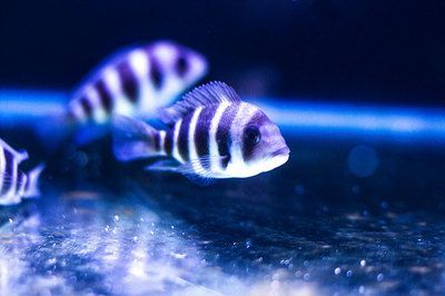 觀賞魚產業發展的獨特優勢與發展前景(全球觀賞魚產業的發展趨勢) 廣州孟吉爾 第3張 觀賞魚產業發展的獨特優勢與發展前景(全球觀賞魚產業的發展趨勢) 觀賞魚產業發展的獨特優勢與發展前景(全球觀賞魚產業的發展趨勢) 廣州孟吉爾 第3張