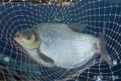 鳊魚養(yǎng)魚缸里能養(yǎng)活么(如何在家中養(yǎng)殖鳊魚) 光特億 第4張 鳊魚養(yǎng)魚缸里能養(yǎng)活么(如何在家中養(yǎng)殖鳊魚) 鳊魚養(yǎng)魚缸里能養(yǎng)活么(如何在家中養(yǎng)殖鳊魚) 光特億 第4張