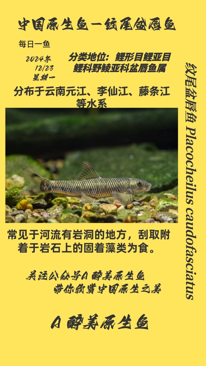 雷龍魚(yú)種類(lèi)及種類(lèi)大全，帝王黑魔神雷龍魚(yú)怎么養(yǎng)、紅帝王黑魔神雷龍魚(yú)苗子鑒定信息