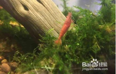 大型水族館怎么孵化蛋（大型水族館孵化蛋的方法）