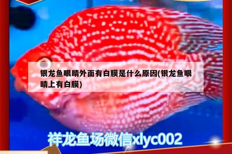 銀龍魚眼睛外面有白膜是什么原因(銀龍魚眼睛上有白膜) 銀龍魚眼睛外面有白膜是什么原因(銀龍魚眼睛上有白膜) 銀龍魚百科