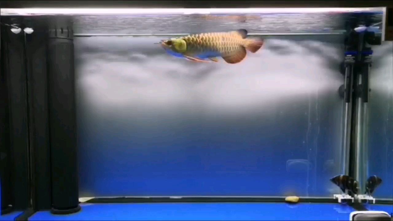 無錫水族館馬印2700K對比NEC6700 無錫水族館馬印2700K對比NEC6700 馬印水族 第2張