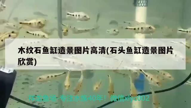 木紋石魚缸造景圖片高清(石頭魚缸造景圖片欣賞) 木紋石魚缸造景圖片高清(石頭魚缸造景圖片欣賞) 黃金貓魚百科