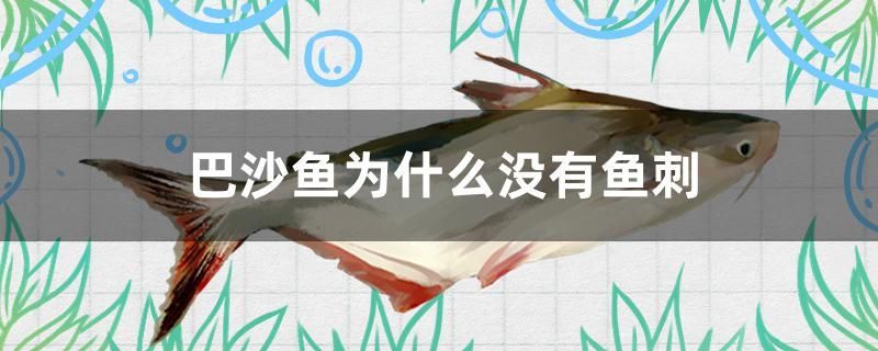 巴沙魚為什么沒有魚刺