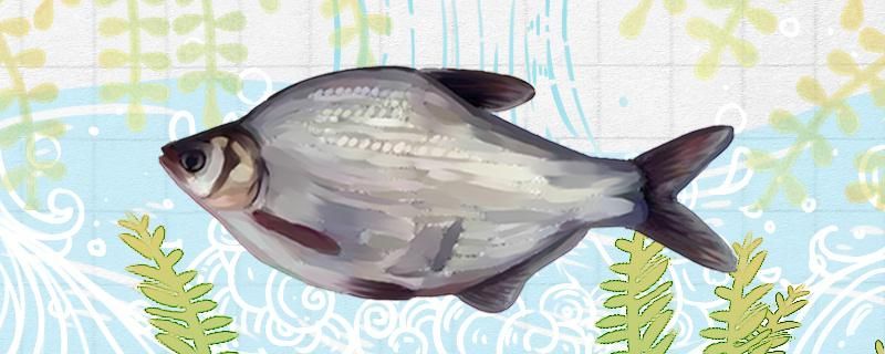 鳊魚刺多不多和鯉魚哪個刺多