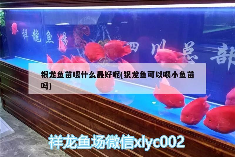 銀龍魚苗喂什么最好呢(銀龍魚可以喂小魚苗嗎)